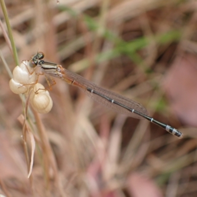 Xanthagrion erythroneurum (Red & Blue Damsel) at Murrumbateman, NSW - 20 Nov 2023 by SimoneC