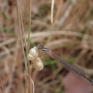 Xanthagrion erythroneurum at Murrumbateman, NSW - 20 Nov 2023 11:14 AM