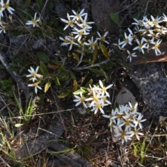 Olearia erubescens (Silky Daisybush) at Namadgi National Park - 18 Nov 2023 by jmcleod