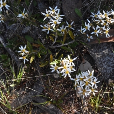 Olearia erubescens (Silky Daisybush) at Cotter River, ACT - 18 Nov 2023 by jmcleod
