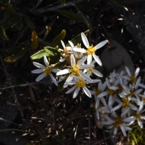 Olearia erubescens at Namadgi National Park - 19 Nov 2023 07:42 AM