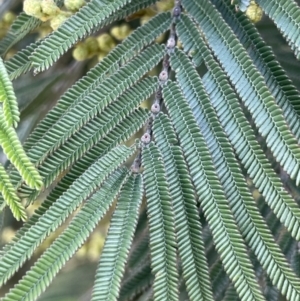 Acacia mearnsii at QPRC LGA - 27 Sep 2023 03:59 PM