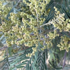 Acacia mearnsii at QPRC LGA - 27 Sep 2023