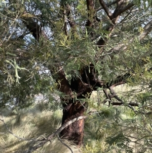 Acacia mearnsii at QPRC LGA - 27 Sep 2023 03:59 PM