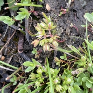 Crassula decumbens var. decumbens at QPRC LGA - 27 Sep 2023