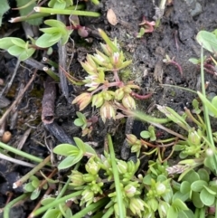 Crassula decumbens var. decumbens (A Stonecrop) at Lake George, NSW - 27 Sep 2023 by JaneR