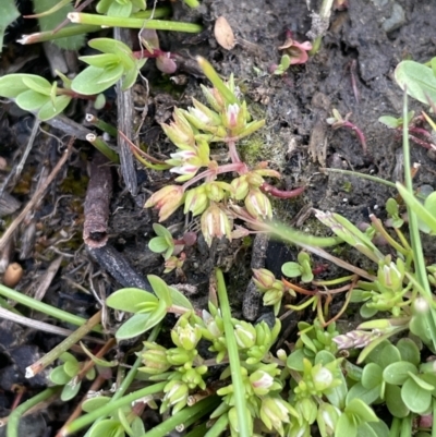 Crassula decumbens var. decumbens (A Stonecrop) at QPRC LGA - 27 Sep 2023 by JaneR