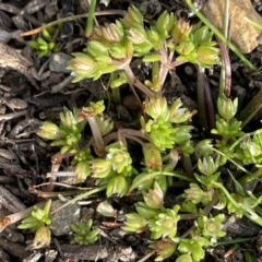 Crassula decumbens var. decumbens at QPRC LGA - 27 Sep 2023