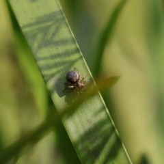 Maratus griseus (Jumping spider) at Mongarlowe River - 19 Nov 2023 by Sarah2019