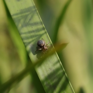 Salticidae (family) at Monga National Park - 19 Nov 2023 03:08 PM