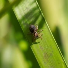 Salticidae (family) at Monga National Park - 19 Nov 2023 03:08 PM