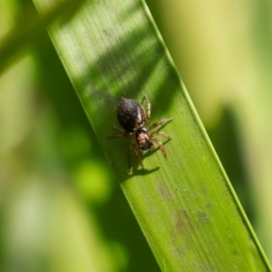 Salticidae (family) at Monga National Park - 19 Nov 2023