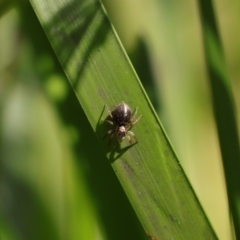 Salticidae (family) at Monga National Park - 19 Nov 2023