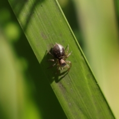 Salticidae (family) at Monga National Park - 19 Nov 2023 03:08 PM