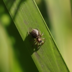 Salticidae (family) at Monga National Park - 19 Nov 2023