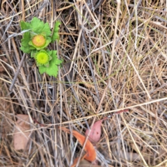 Modiola caroliniana (Red-flowered Mallow) at Mount Majura - 20 Nov 2023 by abread111