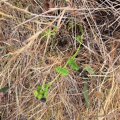 Modiola caroliniana at Mount Majura - 20 Nov 2023