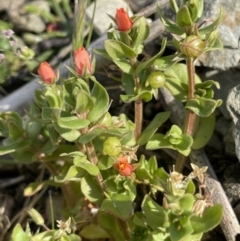 Lysimachia arvensis (Scarlet Pimpernel) at QPRC LGA - 27 Sep 2023 by JaneR