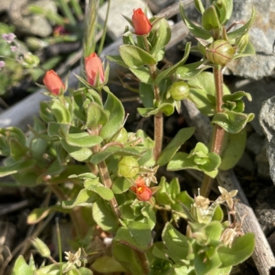 Lysimachia arvensis (Scarlet Pimpernel) at Lake George, NSW - 27 Sep 2023 by JaneR