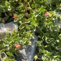 Lysimachia arvensis at QPRC LGA - 27 Sep 2023