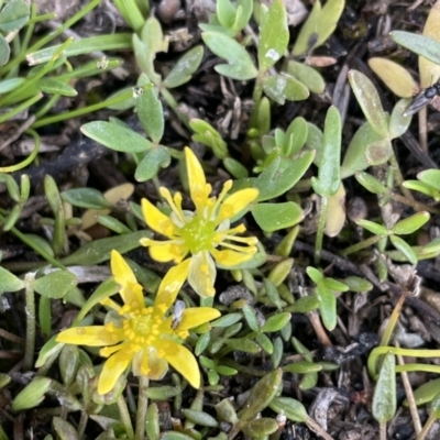 Ranunculus amphitrichus (Small River Buttercup) at Lake George, NSW - 27 Sep 2023 by JaneR