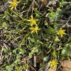 Ranunculus amphitrichus at QPRC LGA - 27 Sep 2023