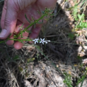 Stackhousia monogyna at Namadgi National Park - 19 Nov 2023