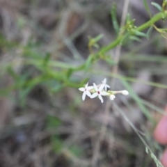 Stackhousia monogyna at Namadgi National Park - 19 Nov 2023 08:52 AM