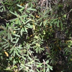 Persoonia subvelutina at Cotter River, ACT - 18 Nov 2023 by jmcleod