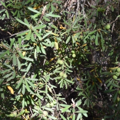 Persoonia subvelutina at Cotter River, ACT - 18 Nov 2023 by jmcleod