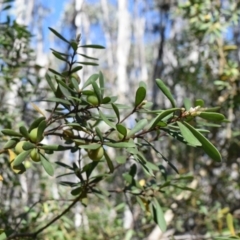 Persoonia subvelutina at Namadgi National Park - 19 Nov 2023 08:57 AM