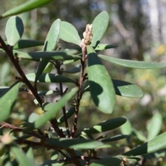 Persoonia subvelutina at Namadgi National Park - 19 Nov 2023