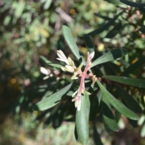 Persoonia subvelutina at Namadgi National Park - 19 Nov 2023 08:57 AM