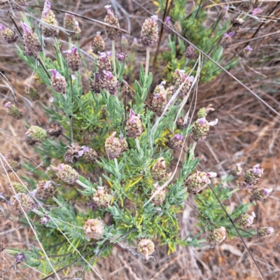 Lavandula stoechas (Spanish Lavender or Topped Lavender) at Watson, ACT - 20 Nov 2023 by abread111