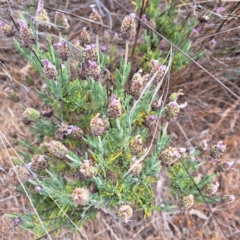 Lavandula stoechas (Spanish Lavender or Topped Lavender) at Mount Majura - 20 Nov 2023 by abread111