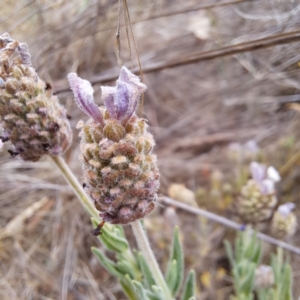 Lavandula stoechas at Mount Majura - 20 Nov 2023