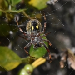 Hortophora sp. (genus) (Garden orb weaver) at Bimberi Nature Reserve - 19 Nov 2023 by jmcleod