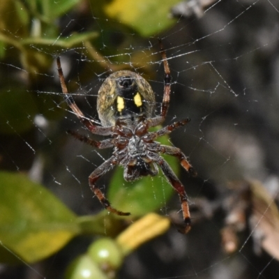 Hortophora sp. (genus) (Garden orb weaver) at Cotter River, ACT - 18 Nov 2023 by jmcleod