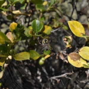 Hortophora sp. (genus) at Bimberi Nature Reserve - 19 Nov 2023