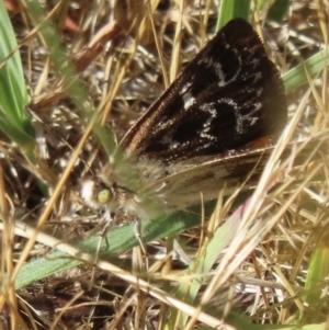 Synemon plana at Narrabundah, ACT - 19 Nov 2023 08:46 AM