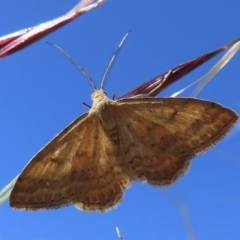 Scopula rubraria (Reddish Wave, Plantain Moth) at Narrabundah, ACT - 19 Nov 2023 by RobParnell