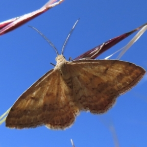 Scopula rubraria at Narrabundah, ACT - 19 Nov 2023