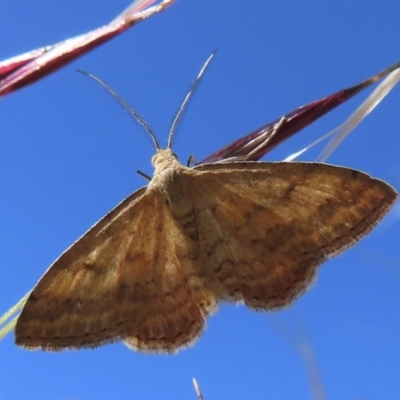 Scopula rubraria (Reddish Wave, Plantain Moth) at Narrabundah, ACT - 18 Nov 2023 by RobParnell