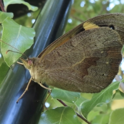 Heteronympha merope (Common Brown Butterfly) at Narrabundah, ACT - 19 Nov 2023 by RobParnell