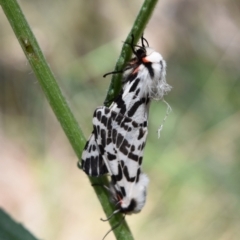 Ardices glatignyi (Black and White Tiger Moth (formerly Spilosoma)) at Cotter River, ACT - 18 Nov 2023 by jmcleod