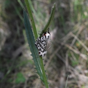 Ardices glatignyi at Namadgi National Park - 19 Nov 2023 09:59 AM