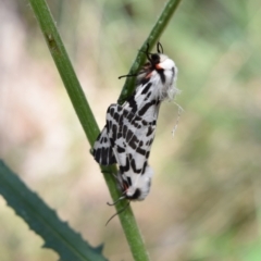 Ardices glatignyi at Namadgi National Park - 19 Nov 2023 09:59 AM