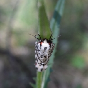 Ardices glatignyi at Namadgi National Park - 19 Nov 2023