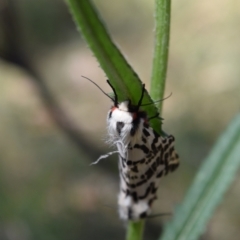 Ardices glatignyi at Namadgi National Park - 19 Nov 2023