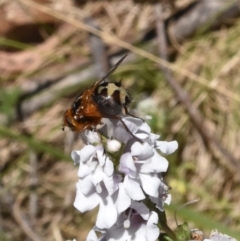 Formosia (Euamphibolia) speciosa (Bristle fly) at Namadgi National Park - 19 Nov 2023 by jmcleod